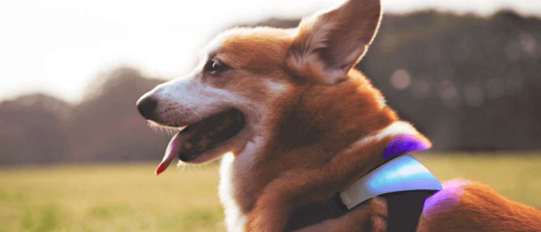 Inupathy The world’s first dog harness with emotions